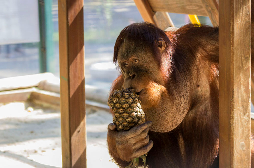 Feldman Ecopark in Kharkiv